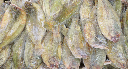 Frozen flounder fish on fish market, view from top, fits as background