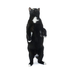 Standing black cat isolated over the white background