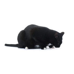 Sitting black cat isolated over the white background