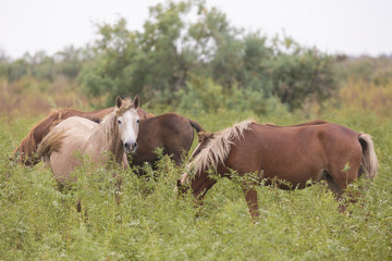 Beautiful brown horses in the green meadow
