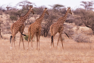 Naklejka na ściany i meble giraffes, Aberdare, kenya
