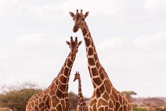 Giraffes In Aberdare National Park, Kenya