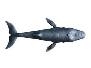 クジラ