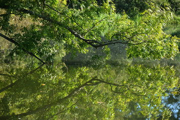 Reflection of a branch in still river water