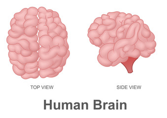 Human Brain in Top View and Side View