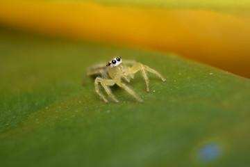 Jumping Spider