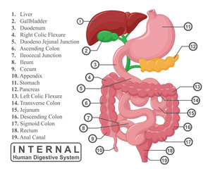 The Part Of Internal Human Digestive System Illustration