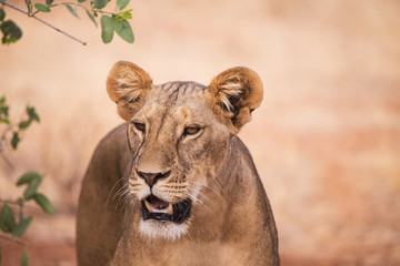 lioness in Samburu National Park Kenya