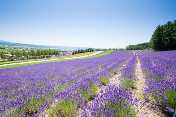 Plakat Beautiful Lavender garden in Fulano Hokkaido, Japan.