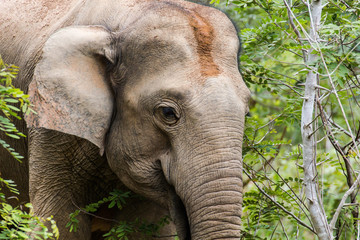 Elephants eat grass in National Park,Thailand