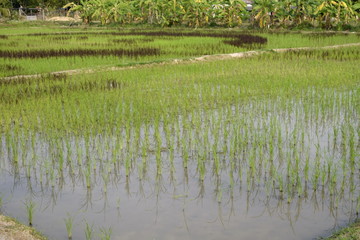 Two tone of rice in paddy field