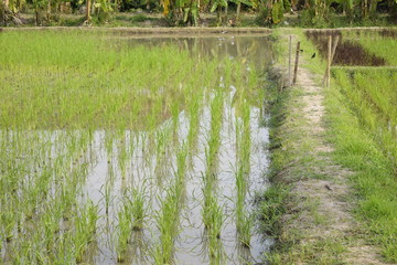 Two tone of rice in paddy field