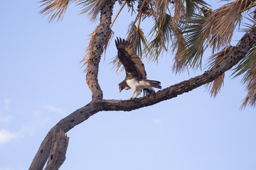 crowned eagle in Kenya
