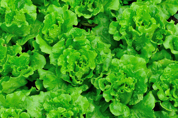 green lettuce crops in growth at vegetable garden