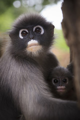 close up mother face of dusky leaf monkey and new kid in warming