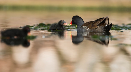 Common Moorhen, Moorhen, Gallinula chloropus
