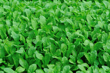 green radish leaf plants in growth at vegetable garden