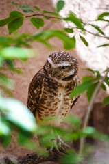 Living Desert Zoo Gardens State Park