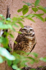 Living Desert Zoo Gardens State Park