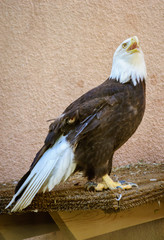 Living Desert Zoo Gardens State Park