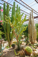 Fototapeta premium Living Desert Zoo Gardens State Park