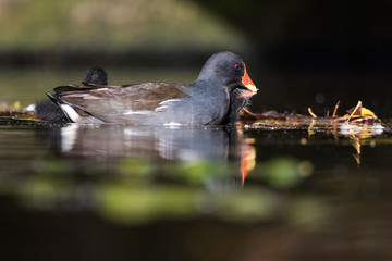 Common Moorhen, Moorhen, Gallinula chloropus
