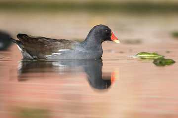 Common Moorhen, Moorhen, Gallinula chloropus