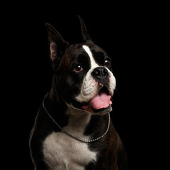 Close-up Portrait of Purebred Boxer Dog with collar chain Isolated on Black Background