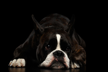 Purebred Boxer Dog Brown with White Fur Color Lying and Bored Isolated on Black Background