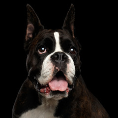Close-up Portrait of Purebred Boxer Dog Isolated on Black Background