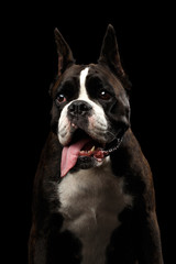 Close-up Portrait of Funny Purebred Boxer Dog Brown with White Fur Color Surprised Stare and hung down tongue to side Isolated on Black Background