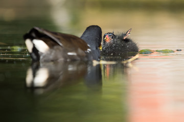 Common Moorhen, Moorhen, Gallinula chloropus