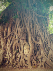 The Head of Buddha statue in the tree roots, Wat Mahathat temple