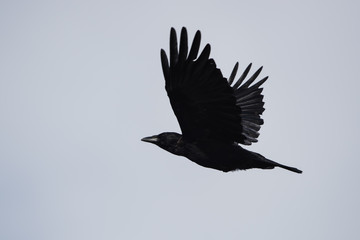 Carrion Crow, Corvus Corone