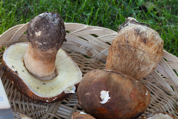 Ceps Closeup