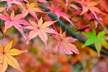Autumn leaves

