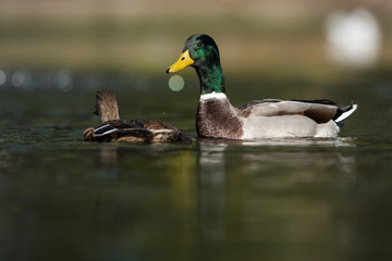 Mallard, Duck, Anas platyrhynchos - Copulation.