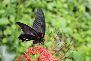 Fototapeta premium 赤いヒガンバナの花の蜜を吸うナガサキアゲハ