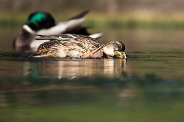 Mallard, Duck, Anas platyrhynchos