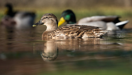Mallard, Duck, Anas platyrhynchos