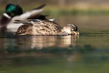 Mallard, Duck, Anas platyrhynchos