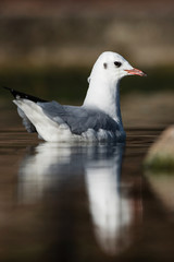 Black-headed Gull, Chroicocephalus ridibundus