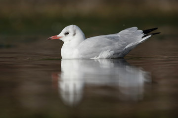 Black-headed Gull, Chroicocephalus ridibundus