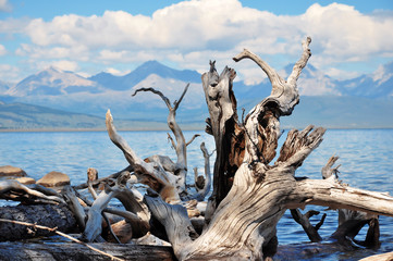 Fototapeta premium coast of lake Hovsgol. Dry trees logs.Blue sky and mountains at horizon.