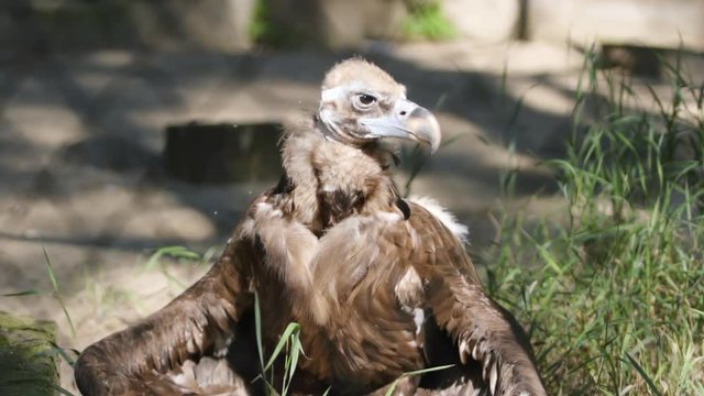 SLOW MOTION: White-tailed sea-eagle's chik bask under a sun