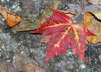 Maple leaf in Autumn foliage with red, orange and yellow fall colors