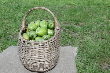 The green tomatoes lying in a wattled basket on a table outdoors