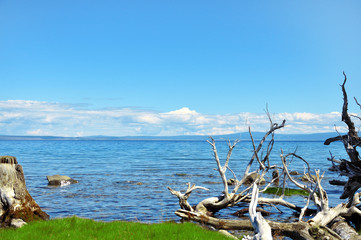 Fototapeta na wymiar coast of lake Hovsgol. Dry trees logs.Blue sky and mountains at horizon.