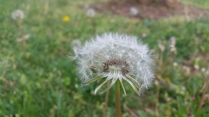 naturaleza silvestre