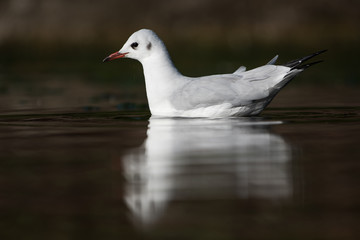 Black-headed Gull, Chroicocephalus ridibundus